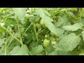 करपा हा रोग नियंत्रण 99.9%झाला 🍅 टमाटर साठी viralvideo viral viralfeeds trending agriculture