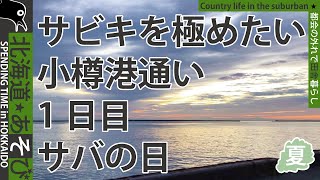 小樽港サビキ釣り通い1日目_サバの日