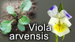 Viola arvensis. Descripción ecológica. Manejo en barbecho químico.