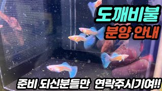 [모두 분양 완료] 탱써니 도깨비불 구피 분양 합니다💙