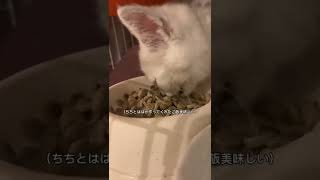 ミルク入りのキャットフードを美味しそうに食べる子猫🐱ちちとははの手作るご飯を自慢気に食べてます🤣#可愛い子猫 #猫 #猫動画 #ねこ #ミヌエット #面白動画 #猫子猫 #shorts