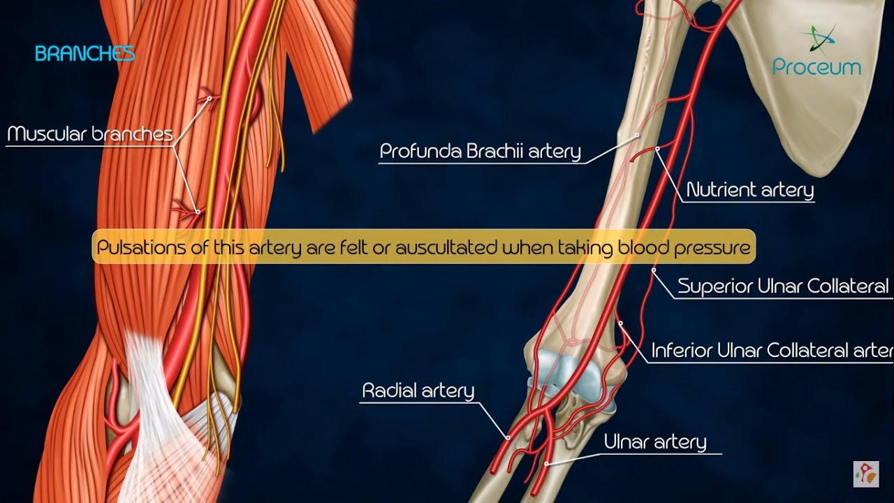 Anatomy Of Brachial Artery - Origin , Course , Branches And Relations ...