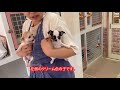 【チワワの子犬】２匹目を迎えに行きました【多頭飼い】