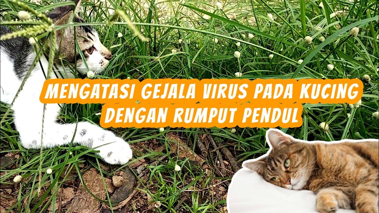 Obat Virus Calici Dan Panleu Pada Kucing Yang Terbukti Ampuh - YouTube