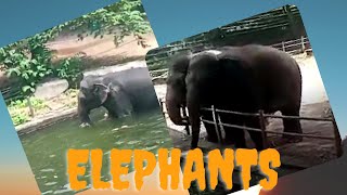 Sri Lanka Elephants | Dehiwala zoo | Elephants | Elephant bath time | Sri Lanka