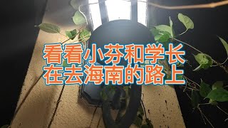 小芬旅记，看看小芬和学长在去海南的路上，这对恋人行为好感人