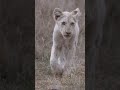 Extremely rare Footage Of a WHITE Lion Cub In The Wild