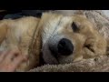 まだ眠そうなオイヌ様（雑種犬）