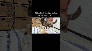 我が家の犬の喧嘩の止め方【甲斐犬・柴犬】 #shorts