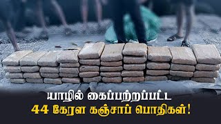 யாழில் கைப்பற்றப்பட்ட 50 மில்லியன் ரூபா பெறுமதியுடைய கஞ்சா ! | Thedipaar News