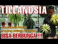 TILLANDSIA TANAMAN YANG BISA BERBUNGA!! | KEENAN_garden #airplants #tillandsia #tanamanunik