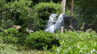 shoebill ハシビロコウ　サーナとルタンガの飛翔