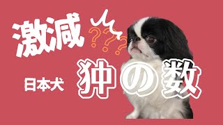 日本犬 狆の数　2022年～2014年｜ほっぺがお餅になる犬　Japanesechin【with English subitiles】