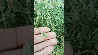 Red Lentil plant agriculture #farmer .