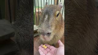 食べない理由を言うカピバラ #capybara