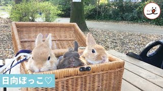 うさぎさん、お外の香りを楽しむ♡【PECO TV】