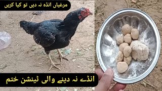 Murgi Anda Na De To Kya Karen? | How to Enhance Hens Eggs Production-By VOA |