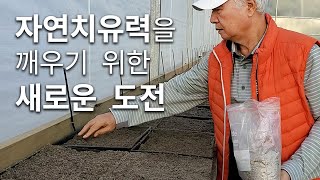 일지의 Vlog, 자연치유력을 깨우기 위한 새 도전으로 황칠나무 씨앗을 뉴질랜드에 심었습니다 [EN Sub]