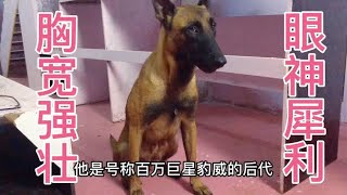 被誉为百万巨星名犬豹威后代，会几十个科目马犬，坐飞机来我家了