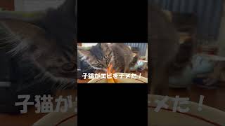 子猫がエビをナメた！