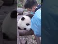 nanny takes sleepy panda hehua home 嗜睡和花 ❤️ cute panda