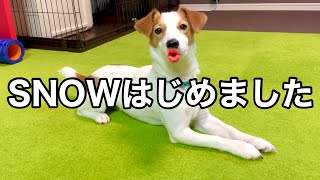 【激変】SNOWで加工してみたら、シックリき過ぎた！［しゃべる犬 ジャックラッセルテリア］