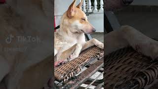 வாழ்க்கையில கஷ்டமான நேரத்தில தனியாதான் இருந்தன் #funny #dog #tamil #funny #comedy