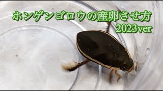 ホンゲンゴロウの産卵させ方 2023Ver