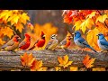 Colorful Autumn Birds | Beautiful Nature & Bird Sounds | Relaxing Bird Sounds | Healing, Relaxation