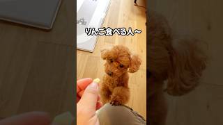 りんご大好きトイプードル#toypoodle