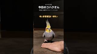 パパの手クシーで帰宅する。今日のコハクさん #cockatiel #オカメインコ #鳥との暮らし