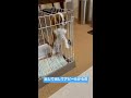 出してほしい子犬の可愛いアピール キャバリア キャバリアキングチャールズスパニエル cavalierkingcharlesspaniel puppy 子犬