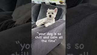 Calm Westie Dog vs Not So Calm