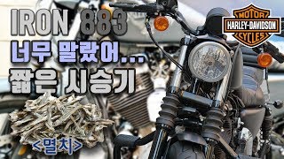 할리데이비슨 아이언883 시승기 |  너무 말랐어 [미스터노]