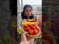 Tomato chutney|@YouTube #shortsfeed #food aniket food vlog#viralvideo #shorts #viral#video