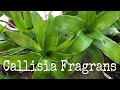 Callisia Fragrans | Plant