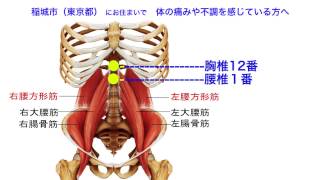 症状別解説19｜足を組む事とその障害｜東洋総合治療センター（整体・鍼灸・カイロ）稲城市（東京都）