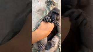 Cute monkey! Sulawesi crested black macaque grooms human!