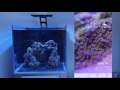 ftrtv ep 4.0 reef aquarium lighting part 2 maxspect ethereal connect and program