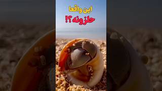 واقعا این حلزونه و این شکلیه؟!!! #دریا #حلزون #حیوانات #animals