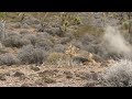 4 Shotgun Coyotes *Guided Coyote Hunt day 1