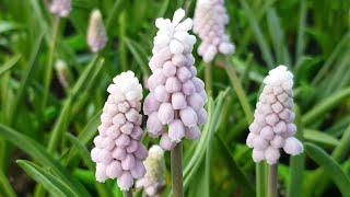 분홍색 무스카리, 흰색 무스카리 | 무스카리 구근번식, 무스카리 씨앗 | Mascari armeniacum | Pink sunrise, pink grape hyacinth