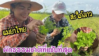 เก็บผักกะแยงนา เยอะมาก..จนน้องดาจะเอาสอบมาใส่/10ส.ค.64 แพรวพราว สาวอิสาน