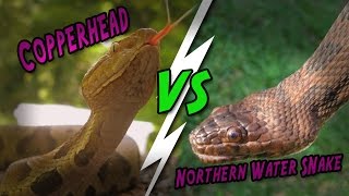 Catching Creation -- Copperhead vs Water snake