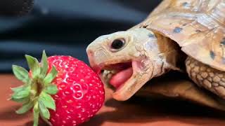 Tortoise Eating ASMR 🐢 Strawberry | #Animal #ASMR #YouTube #Shorts