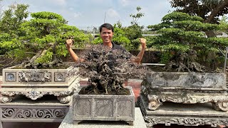 VDBS : VIDEO BONSAI CHÊ MỘT SỐ CHỖ  CÂY SY HOÁ ĐÁ CỦA ANH KHƯƠNG , ANH ẤY PHẢI GẬT ĐẦU ĐỒNG Ý!