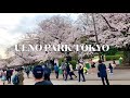 ueno park tokyo 上野公園東京　桜綺麗に咲いていた