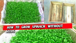 টবে পালং শাক চাষ পদ্ধতি || How to plant spinach in a pot ||