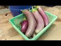 breakthrough method for growing hydroponic eggplants at home that requires little care