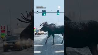 Moose Crosses Road Against Signal, Fast Oncoming Traffic